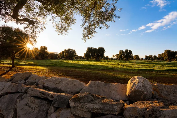 View with the setting sun of the famous Apulian old trees — Stock Photo, Image