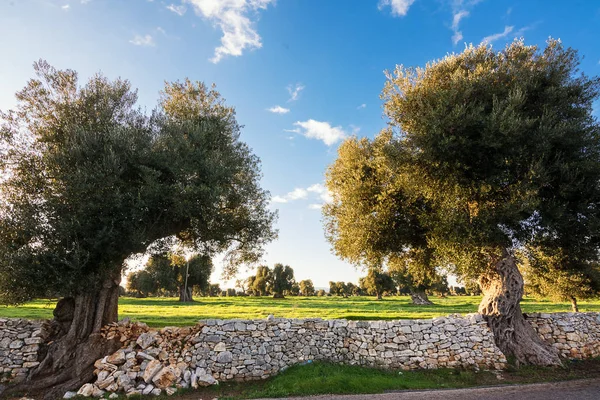 View with the setting sun of the famous Apulian old trees — Stock Photo, Image