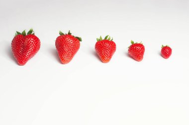 Beyaz arka planda en küçükten en büyüğe bir sıra çilek.