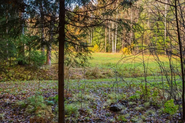 parlak sonbahar manzara 