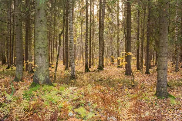 Parlak sonbahar su manzara 