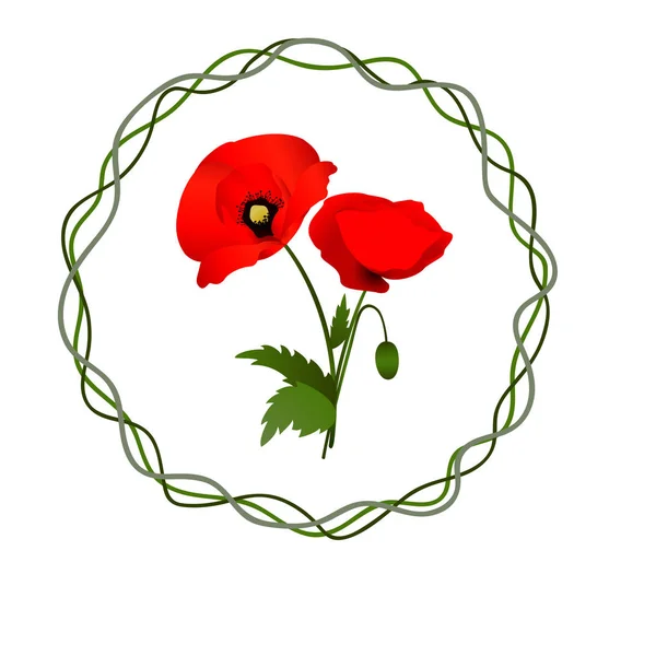 White background with poppies — Stock Photo, Image