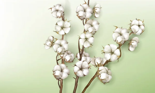 Rami di cotone realistici con fiori e steli — Vettoriale Stock