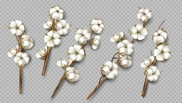 Ramas realistas de algodón con flores y tallos — Archivo Imágenes Vectoriales