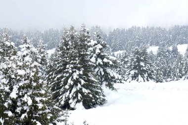 Kalavryta 'nın kayak merkezi, Helmos Dağı Kalavryta, Yunanistan.