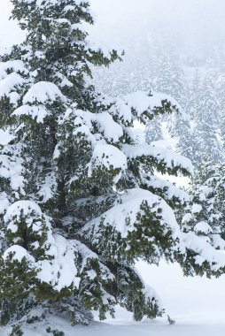 Kalavryta 'nın kayak merkezi, Helmos Dağı Kalavryta, Yunanistan.