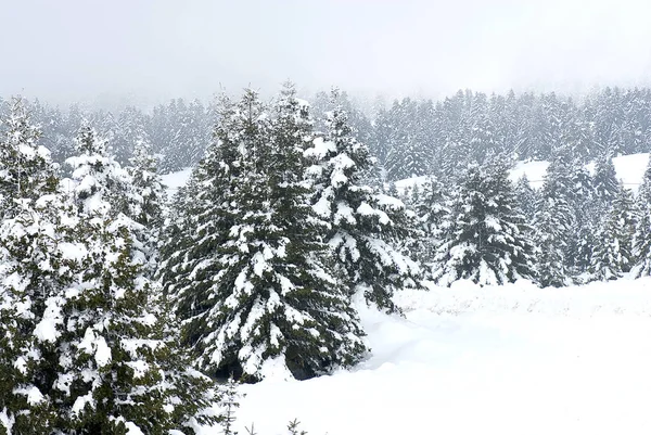 Kalavryta 'nın kayak merkezi, Helmos Dağı Kalavryta, Yunanistan.