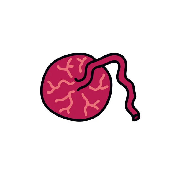 Icono de garabato placenta, ilustración vectorial — Vector de stock