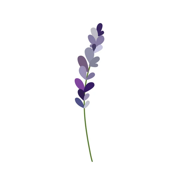 Lavendel Doodle Illustratie Vector Illustratie — Stockvector