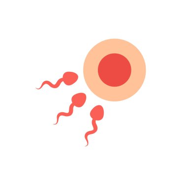 sperm ve yumurta yassı ikonu, vektör renk çizimi