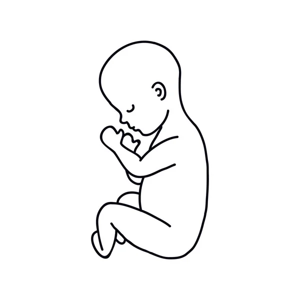Fetus Doodle Icon Vector Line Illustration — Stock Vector