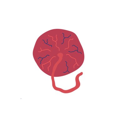 placenta doodle icon, vector color illustration clipart