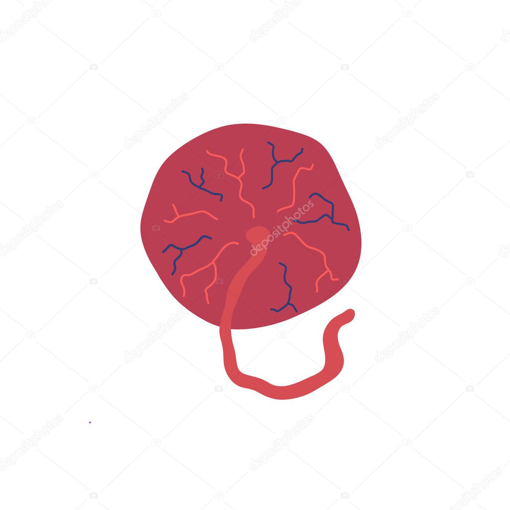 placenta doodle icon, vector color illustration