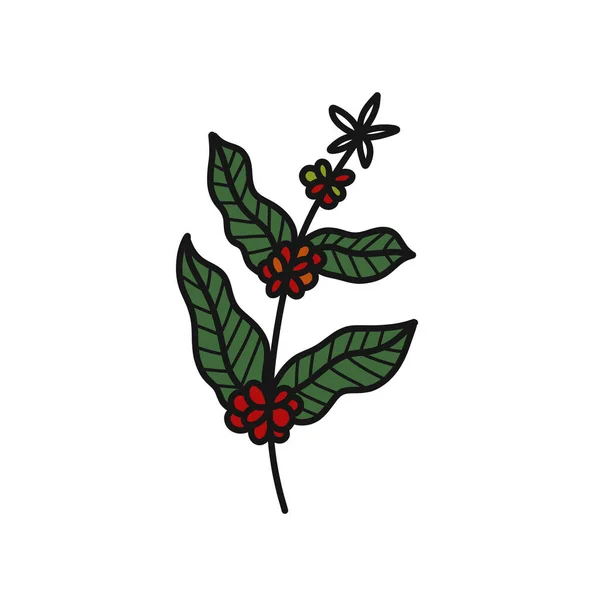 Arabica Beanストックベクター ロイヤリティフリーarabica Beanイラスト ページ 5 Depositphotos