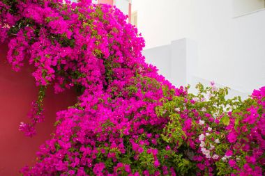 Parlak mor renkli Bougainvillea çiçek