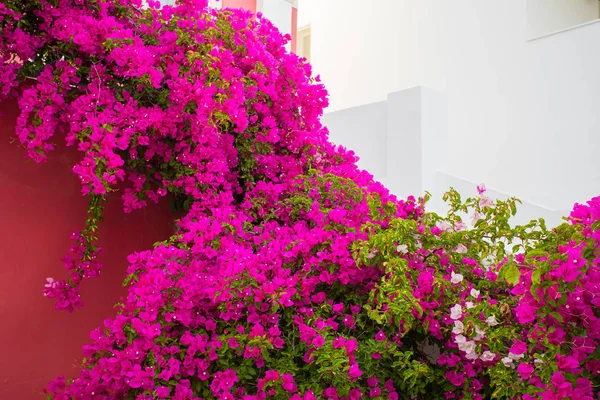 Jasny fioletowy kolorowych kwiatów bugenwilli — Zdjęcie stockowe