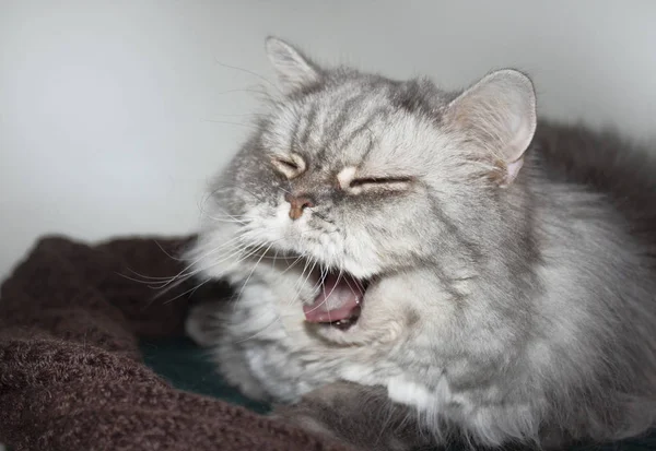 Funny cat. Gray fluffy cat yawns funny. Cat face in focus