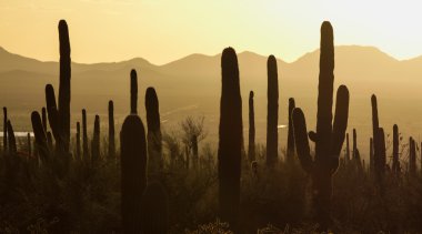 Saguaro Ulusal Parkı