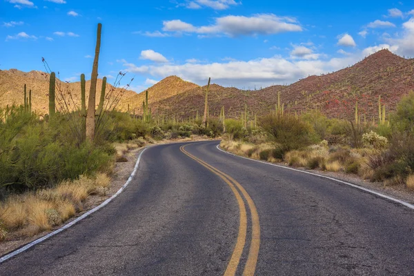 Parque Nacional Saguaro Fotos De Stock Sin Royalties Gratis