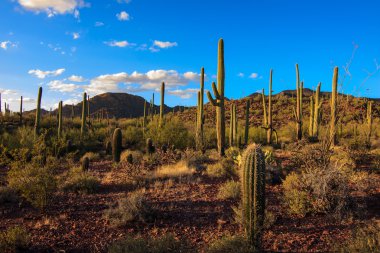 Saguaro Ulusal Parkı