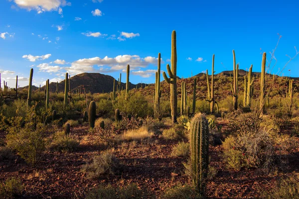 Národní park Saguaro — Stock fotografie