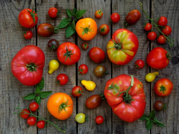 Berbagai macam tomat organik segar berwarna-warni pada latar belakang kayu. Tampilan atas . — Stok Foto