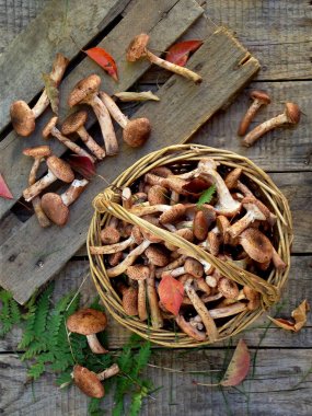 mantar sepeti ahşap arka plan üzerinde agarics tatlım. Üstten Görünüm