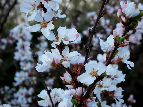 Körsbärsblommor Vita Blommor Bush Tidigt Våren — Stockfoto