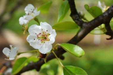 Armut çiçeği. Erken baharda ağacının beyaz çiçekler