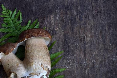 Porcini ahşap arka plan üzerinde bileşimi. Beyaz yenilebilir yabani mantar. Metniniz için kopya alanı