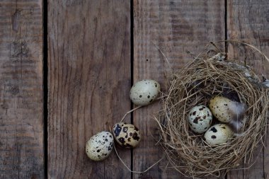 Farklı kuşlar yumurtadan tavuk, sülün ve bıldırcın tüy ahşap zemin ile kümesi.