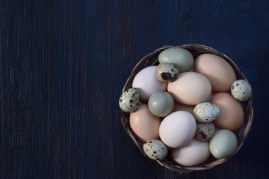 Farklı kuşlar yumurtadan tavuk, sülün ve bıldırcın karanlık bir arka plan üzerinde kümesi.