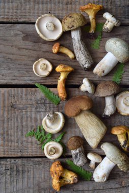 Yenilebilir yabani beyaz mantar, çörek, russule, ahşap zemin üzerine chanterelles.