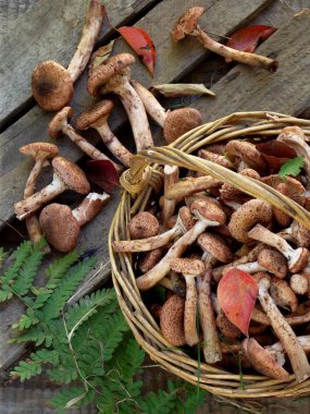 mantar agarics gri ahşap zemin üzerine sepette tatlım. Üstten Görünüm