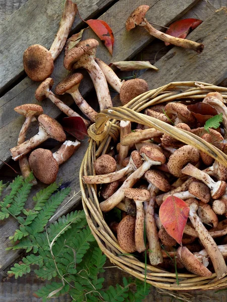 mantar agarics gri ahşap zemin üzerine sepette tatlım. Üstten Görünüm