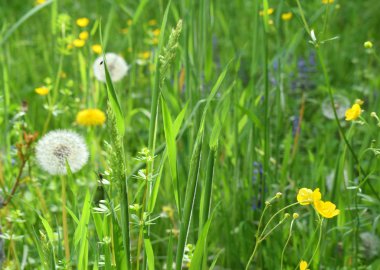 Taze bahar arka plan. Kadının gün, Paskalya ve anneler günü için kavram tebrik kartı. Yumuşak odak fotoğraf kesilmemiş yeşil çim ve güneş ışık.