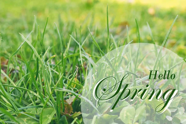 Fresh spring background. Concept  greeting card with the inscription spring here. Soft focus photo of uncut green grass and sun light. — Stock Photo, Image