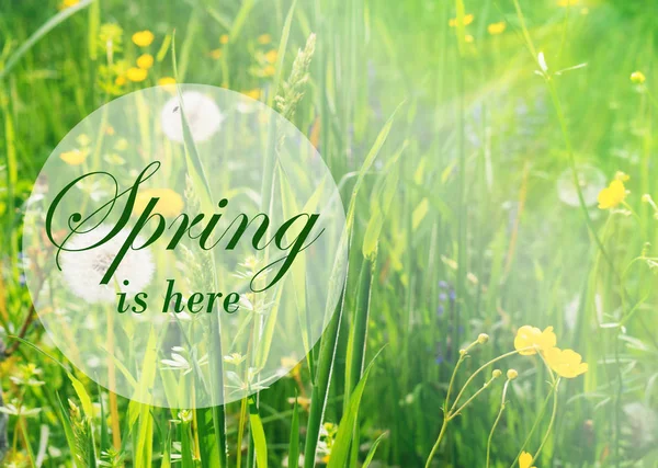 Fresh spring background. Concept  greeting card with the inscription spring here. Soft focus photo of uncut green grass and sun light. — Stock Photo, Image