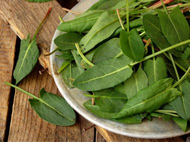Taze organik kuzukulağı salatası veya çorba için metal plaka bırakır. İlk Bahar Yeşiller. Sağlıklı gıda kavramı. Kopya alanı