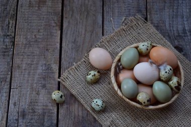 Farklı kuşlar yumurtadan tavuk, sülün ve bıldırcın tüy ahşap zemin ile kümesi