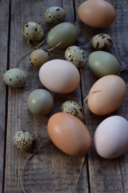 Farklı kuşlar yumurtadan tavuk, sülün ve bıldırcın tüy ahşap zemin ile kümesi