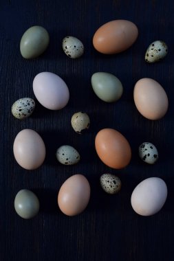Farklı kuşlar yumurtadan tavuk, sülün ve bıldırcın karanlık bir arka plan üzerinde kümesi