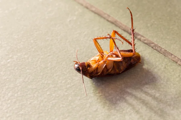 Dode kakkerlakken op verdieping. — Stockfoto
