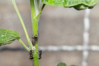 Makro dalı üzerinde siyah karıncalar .