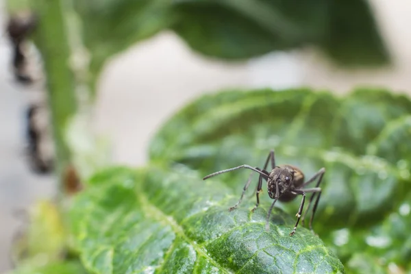 Macro di formiche nere sul ramo  . — Foto Stock