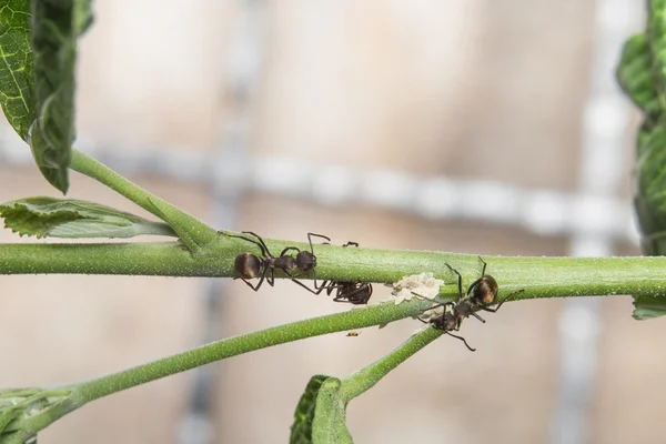 Macro di formiche nere sul ramo  . — Foto Stock