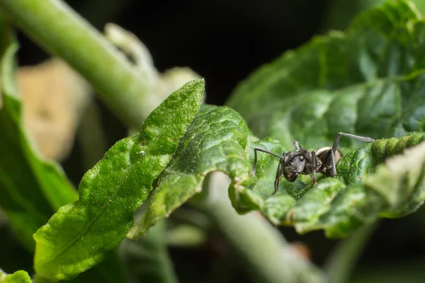 Макро чорних мурах на гілці  . — стокове фото