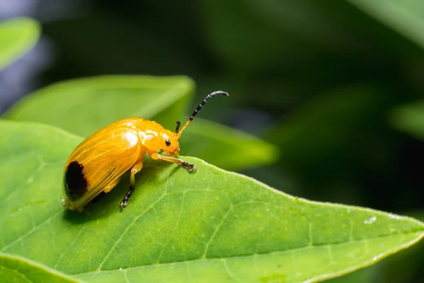 Immagine della natura che mostra i dettagli della vita degli insetti: primo piano / macro di — Foto Stock