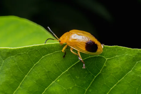 Imagem da natureza mostrando detalhes da vida do inseto: close-up / macro de — Fotografia de Stock