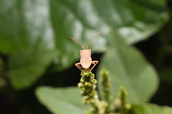 Hemiptera Maria viridulum Heteroptera pentatomidae palomera pras — Fotografia de Stock